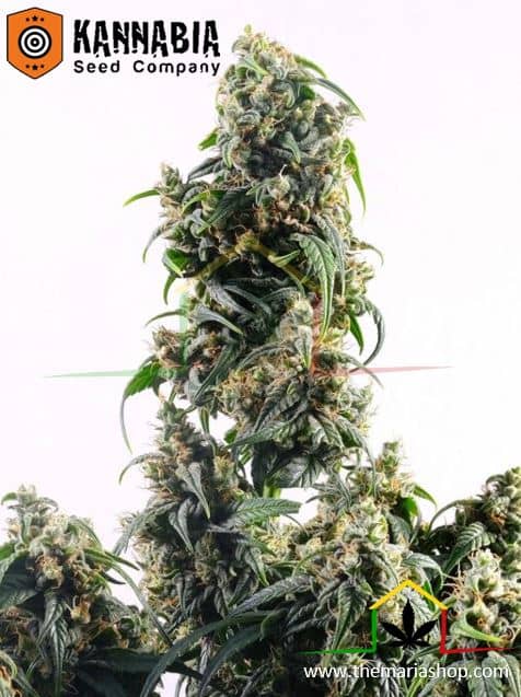 CBDV Auto de Kannabia Seeds, son semillas de marihuana CBD feminizadas