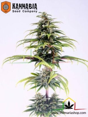 CBG Auto de Kannabia Seeds, son semillas de marihuana CBD feminizadas que puedes comprar en nuestro grow shop online.