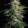 Swiss Dream Auto CBD de Kannabia Seeds, son semillas de marihuana CBD feminizadas