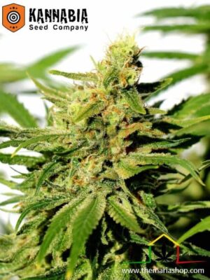 La BCN Diesel CBD de Kannabia Seeds son semillas de marihuana medicinales y feminizadas que puedes comprar en nuestro grow shop online.
