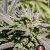 Biddy Early de Serious Seeds son semillas de marihuana feminizada