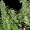 Double Dutch de Serious Seeds son semillas de marihuana feminizadas