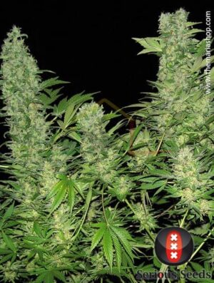 Double Dutch de Serious Seeds son semillas de marihuana feminizadas que puedes comprar en nuestro grow shop.