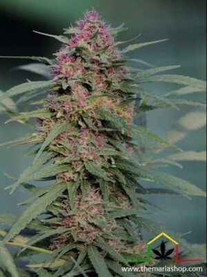 Serious 6 de Serious Seeds, son semillas de marihuana feminizadas que puedes comprar en nuestro grow shop.