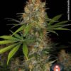 Strawberry AK de Serious Seeds, son semillas de marihuana feminizadas