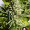 Double Dutch de Serious Seeds son semillas de marihuana regulares