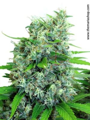 Kalibubba de Serious Seeds son semillas de marihuana regulares que puedes comprar en nuestro grow shop online.