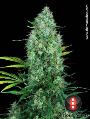 Serious 6 de Serious Seeds, son semillas de marihuana regulares que puedes comprar en nuestro grow shop online.