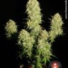 Chronic de Serious Seeds, son semillas de marihuana regulares que puedes comprar en nuestro grow shop online.