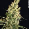 Kali Mist de Serious Seeds, son semillas de marihuana regulares que puedes comprar en nuestro grow shop online.