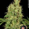 CBD Chronic de Serious Seeds son semillas de marihuana CBD