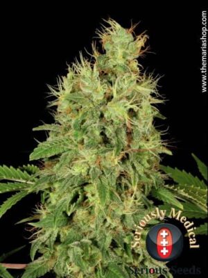 CBD Chronic de Serious Seeds son semillas de marihuana CBD que puedes comprar en nuestro grow shop online.