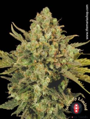 CBD Warlock de Serious Seeds son semillas de marihuana CBD que puedes comprar en nuestro grow shop online.