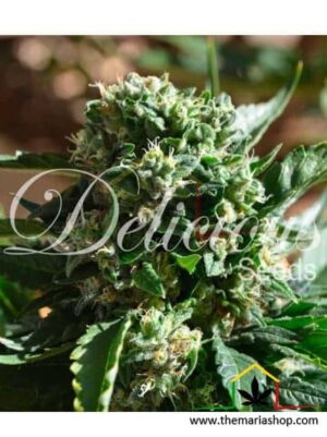 Il Diavolo Auto de Delicious Seeds, son semillas de marihuana autoflorecientes feminizadas que puedes comprar en nuestro Grow Shop online.