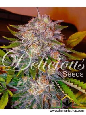 Caramelo de Delicious Seeds, son semillas de marihuana feminizadas que puedes comprar en nuestro Grow Shop online.