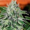 Critical Jack Herer de Delicious Seeds, son semillas de marihuana feminizadas que puedes comprar en nuestro Grow Shop online.
