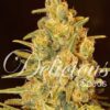 Critical Sensi Star de Delicious Seeds, son semillas de marihuana feminizadas que puedes comprar en nuestro Grow Shop online