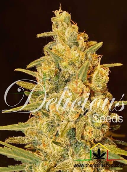 Critical Sensi Star de Delicious Seeds, son semillas de marihuana feminizadas que puedes comprar en nuestro Grow Shop online