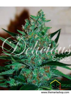 Fruity Chronic Juice de Delicious Seeds,son semillas de marihuana feminizadas que puedes comprar en nuestro Grow Shop online.