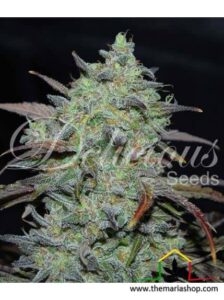 Marmalate by Delicious Seeds