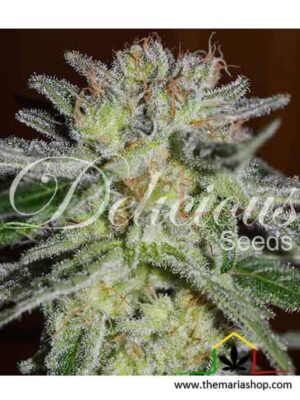 Northern Light Blue de Delicious Seeds, son semillas de marihuana feminizadas que puedes comprar en nuestro Grow Shop online.