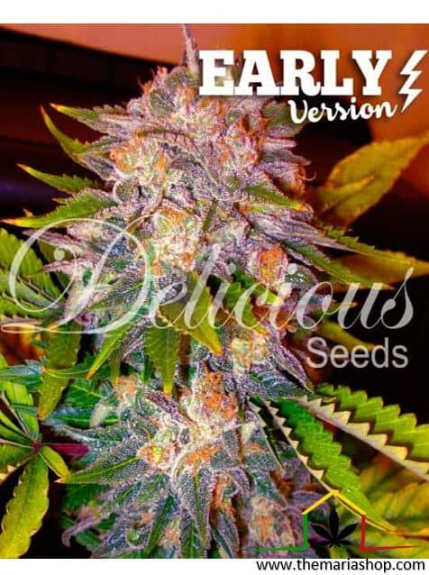 Caramelo Early Version de Delicious Seeds, son semillas de marihuana feminizadas que puedes comprar en nuestro Grow Shop online.