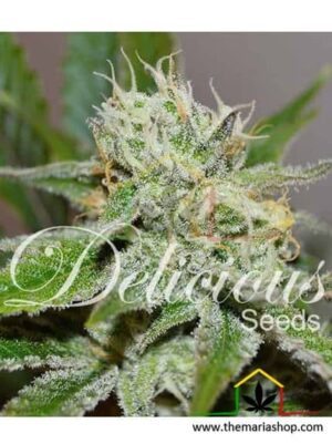 Original Juan Herer de Delicious Seeds son semillas de marihuana feminizadas que puedes comprar en nuestro grow shop online.