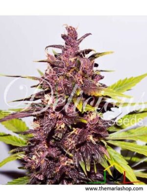 Auto Dark Purple de Delicious Seeds, son semillas de cannabis autoflorecientes que puedes comprar en nuestro grow shop online.