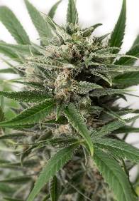 Blue Amnesia XXL Auto de Dinafem, son semillas de marihuana autoflorecientes que puedes comprar en nuestro grow shop.