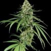 La Critical + son semillas de marihuana feminizadas, es un cruce entre (Big Bud x Skunk) que puedes comprar en nuestro grow shop online.