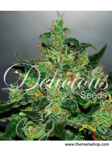 Critical Jack Herer Auto de Delicious Seeds, son semillas de marihuana autoflorecientes que puedes comprar en nuestro grow shop online.