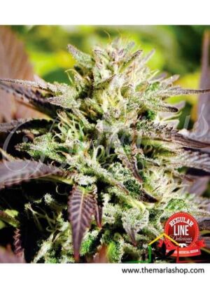 Caramelo Regular de Delicious Seeds, son semillas de marihuana regulares que puedes comprar en nuestro grow shop online.