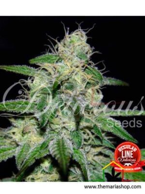 Marmalate Regular de Delicious Seeds, son semillas de marihuana regulares que puedes comprar en nuestro grow shop online.