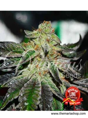 Original Juan Herer Regular de Delicious Seeds son semillas de marihuana regulares que puedes comprar en nuestro grow shop online.