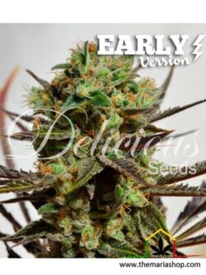 Delicious Candy Early Version de Delicious Seeds, son semillas de marihuana Early Version que puedes comprar en nuestro grow shop online.