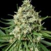 La Critical + 2.0 son semillas de marihuana feminizadas, un cruce entre (Critical+ x Critical+) que puedes comprar en nuestro grow shop online.