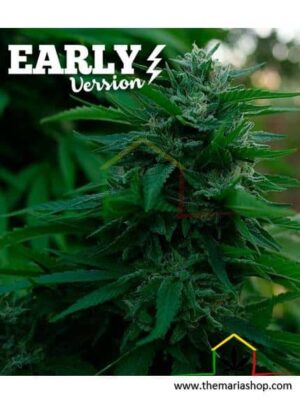 Lord Kush Early Version de Delicious Seeds, son semillas de marihuana Early Version