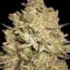 Jacky White de Paradise Seeds, son semillas de marihuana feminizadas que puedes comprar en nuestro Grow Shop online