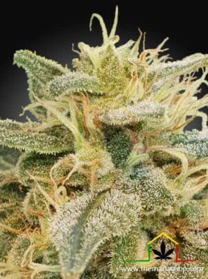 CBDrelief de Paradise Seeds son semillas de marihuana feminizadas que puedes comprar en nuestro grow shop online.