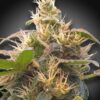CBDenergy de Paradise Seeds son semillas de marihuana CBD feminizadas