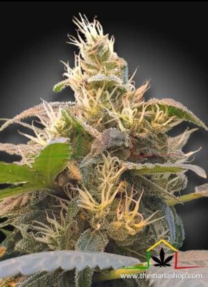 CBDenergy de Paradise Seeds son semillas de marihuana CBD feminizadas que puedes comprar en nuestro grow shop online.