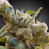 CBDrelax de Paradise Seeds son semillas de marihuana CBD feminizadas