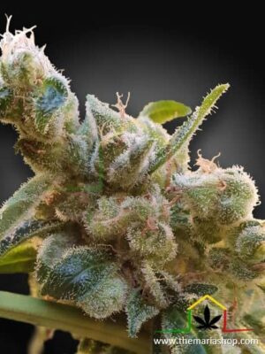 CBDrelax de Paradise Seeds son semillas de marihuana CBD feminizadas que puedes comprar en nuestro grow shop online.