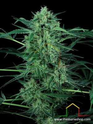 Nebula II CBD de Paradise Seeds son semillas de marihuana feminizadas que puedes comprar en nuestro grow shop online.