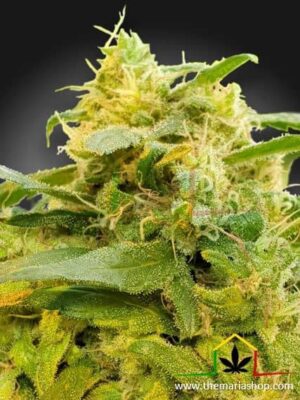CBDivine de Paradise Seeds son semillas de marihuana feminizadas CBD que puedes comprar en nuestro grow shop online.