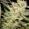 Auto Jack de Paradise Seeds son semillas de marihuana autoflorecientes