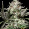 Auto Kong 4 de Paradise Seeds son semillas de marihuana autoflorecientes