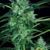 Auto Whiteberry de Paradise Seeds son semillas de marihuana autoflorecientes