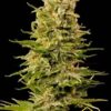 Automatic Ak47 de Grass o Matic, son semillas de marihuana autoflorecientes feminizadas que puedes comprar en nuestro Grow Shop online.