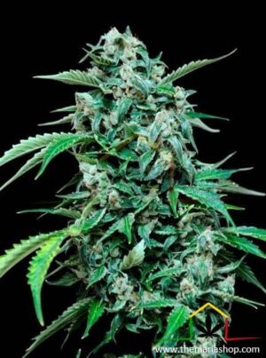 Maxi Haze son semillas de marihuana autoflorecientes que podrás comprar en nuestro grow shop online.